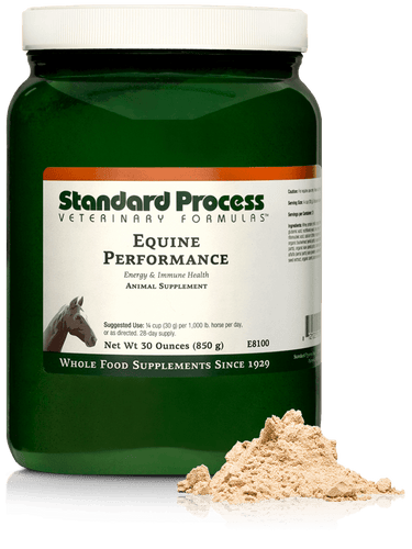 Equine Performance