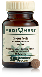 Coleus Forte